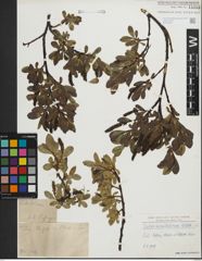 Foto von Salix kitaibeliana Willd.